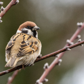 Chim sẻ có nguy cơ tuyệt chủng tại Nhật Bản